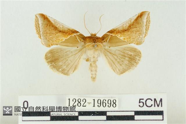 印華波紋蛾藏品圖，第1張