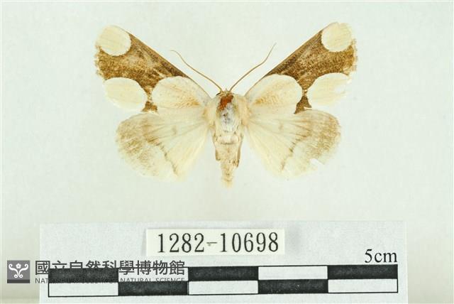 臺灣斑蕊夜蛾藏品圖，第1張