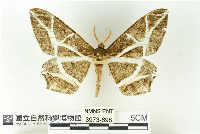 樹形尺蛾藏品圖，第1張