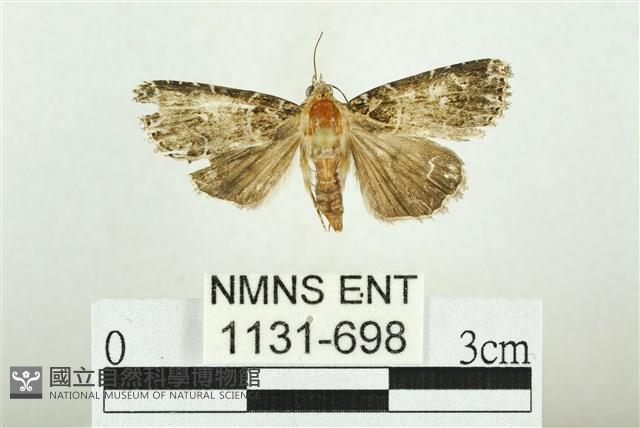 白斑散紋夜蛾藏品圖，第1張