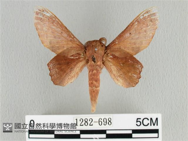 臺灣枯葉蛾藏品圖，第1張