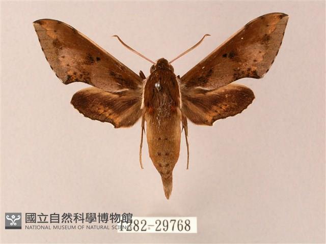 雙斑白肩天蛾藏品圖，第1張