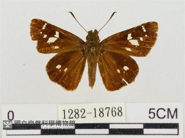 碎紋孔弄蝶藏品圖，第1張