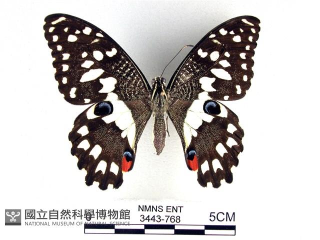 花鳳蝶、無尾鳳蝶藏品圖，第1張