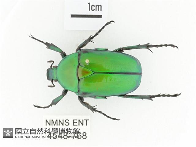 金艷騷金龜藏品圖，第1張