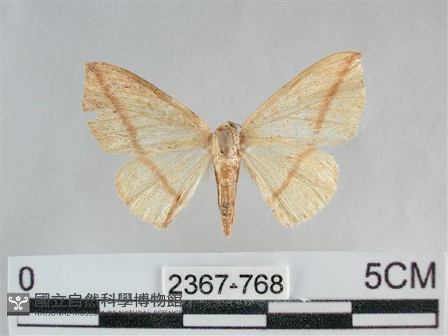 澄線尺蛾藏品圖，第1張