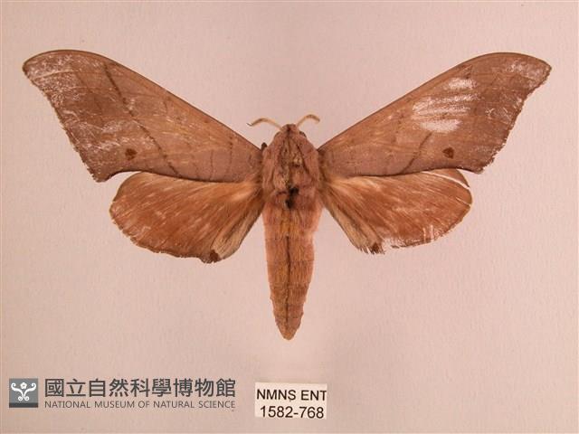 直翅六點天蛾藏品圖，第1張