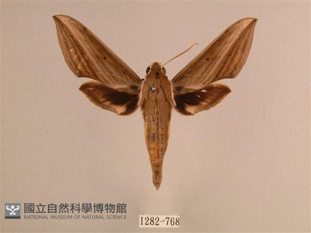 背線天蛾藏品圖，第1張