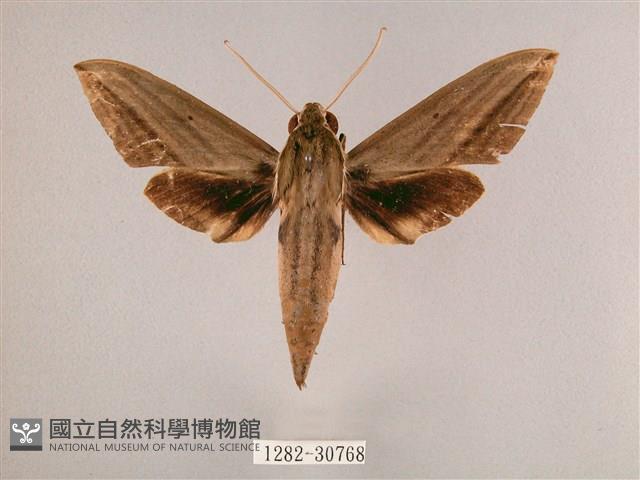 背帶斜紋天蛾藏品圖，第1張