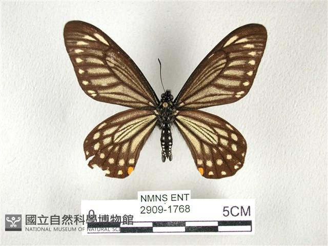 黃星斑鳳蝶藏品圖，第1張