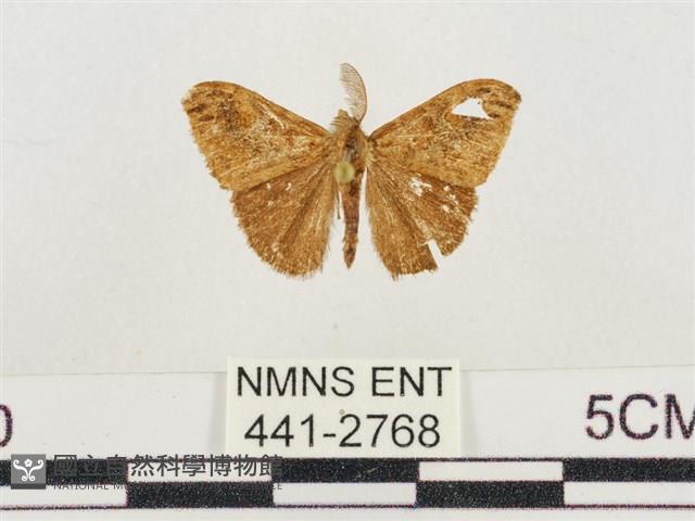 小白紋毒蛾藏品圖，第1張
