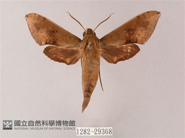 臺灣白肩天蛾藏品圖，第1張