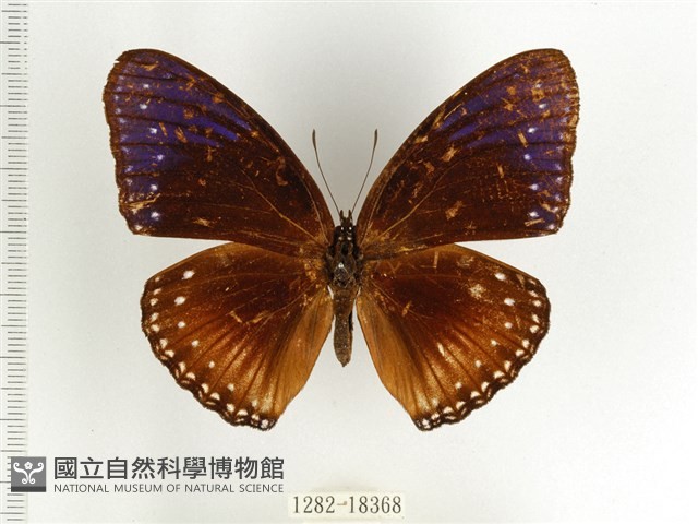 端紫幻蛺蝶藏品圖，第1張