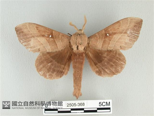 松大毛蟲藏品圖，第1張