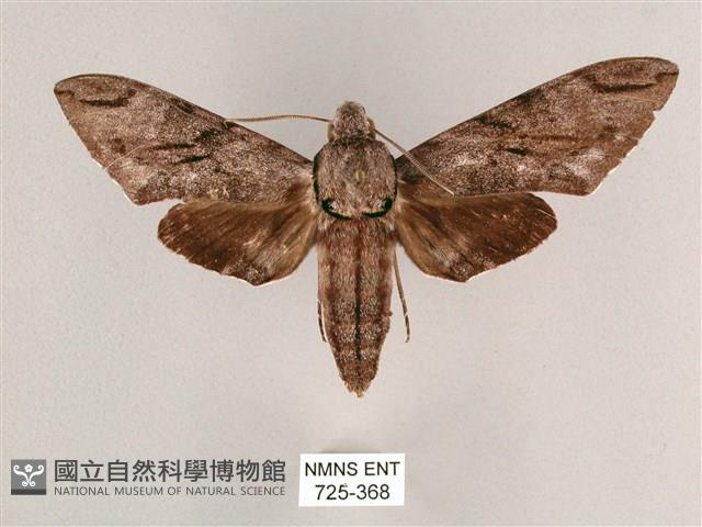 細斜紋霜天蛾藏品圖，第1張