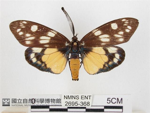 蓬萊茶斑蛾藏品圖，第1張