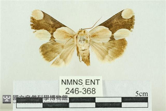 臺灣斑蕊夜蛾藏品圖，第1張