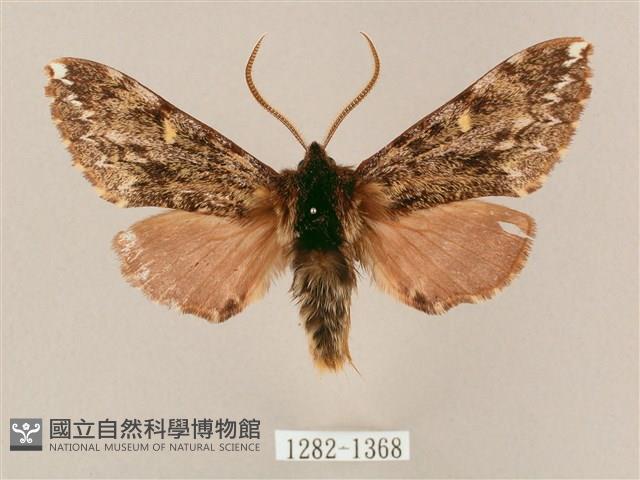 井上氏絨毛天蛾藏品圖，第1張