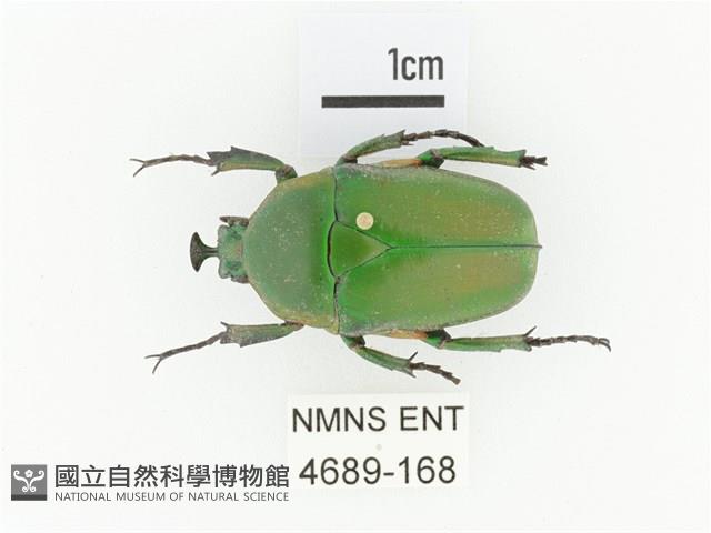 臺灣扇角金龜藏品圖，第1張