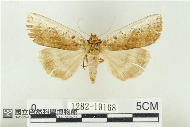 臺洒波紋蛾藏品圖，第1張