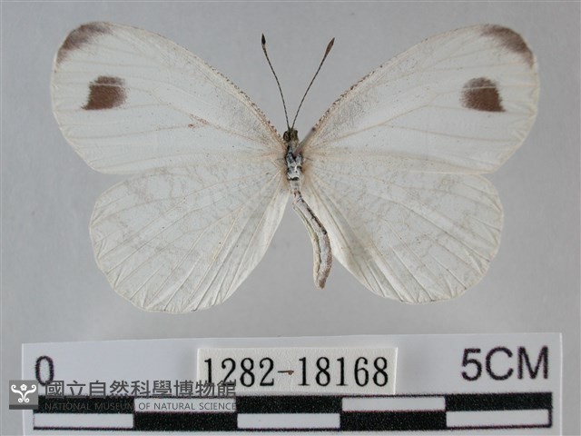 纖粉蝶藏品圖，第1張