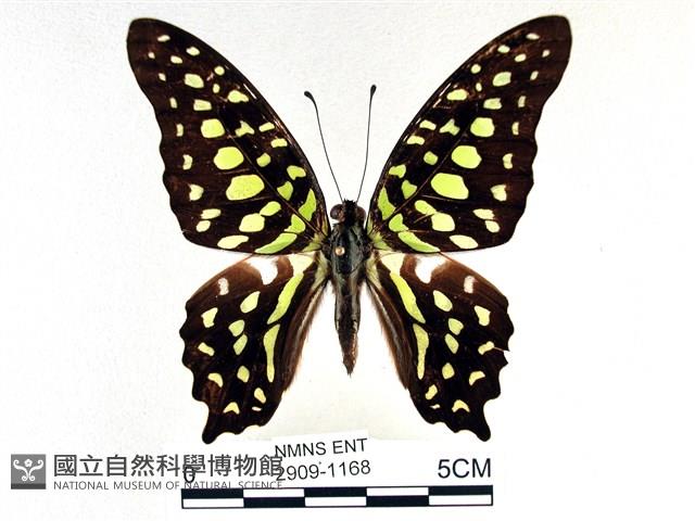 翠斑青鳳蝶藏品圖，第1張