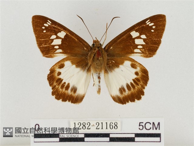 臺灣颯弄蝶藏品圖，第1張