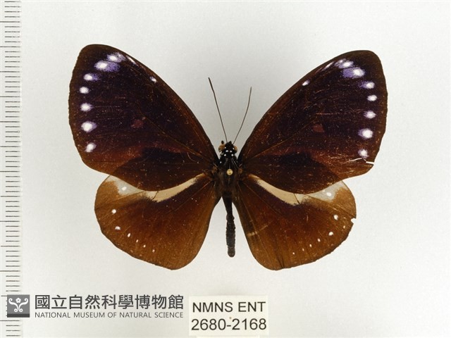 小紫斑蝶藏品圖，第1張