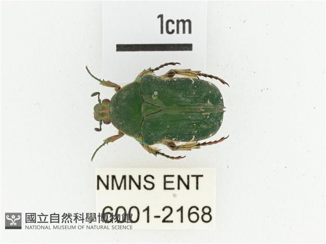 艷邊花金龜藏品圖，第1張