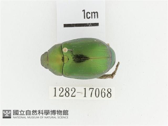 綠艷金龜藏品圖，第1張