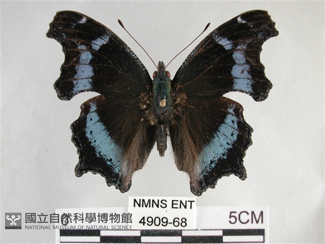 琉璃蛺蝶藏品圖，第1張