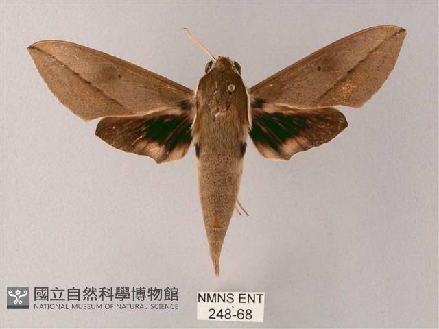 藏斜紋天蛾藏品圖，第1張