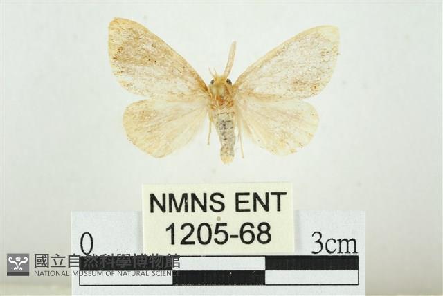 黑翅黃毒蛾藏品圖，第1張