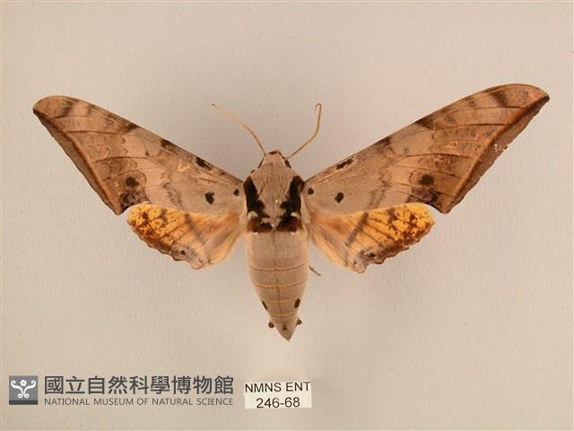 臺灣鷹翅天蛾藏品圖，第1張