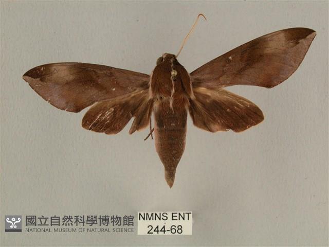 背中白天蛾藏品圖，第1張