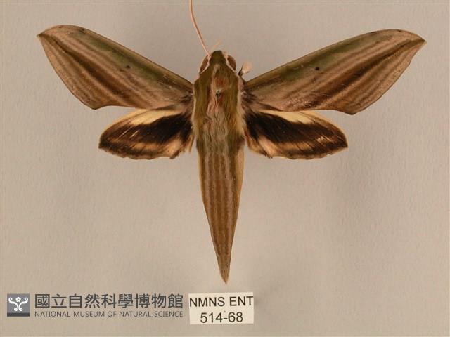 棕綠背線天蛾藏品圖，第1張