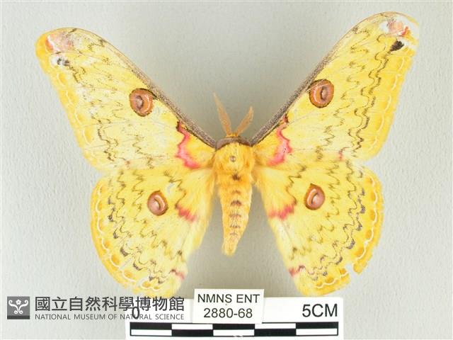 黃豹天蠶蛾藏品圖，第1張