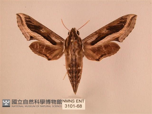 斜線天蛾藏品圖，第1張