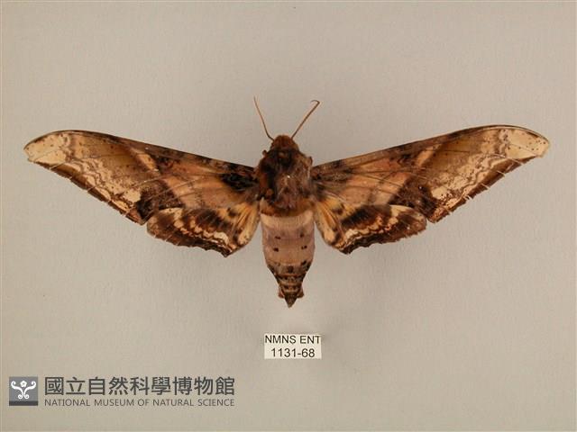 臀角斑天蛾藏品圖，第1張