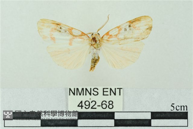 臺雪苔蛾藏品圖，第1張