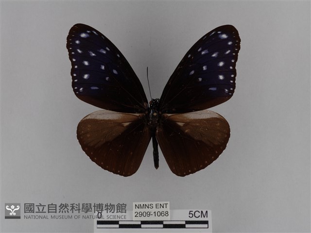 異紋紫斑蝶藏品圖，第1張