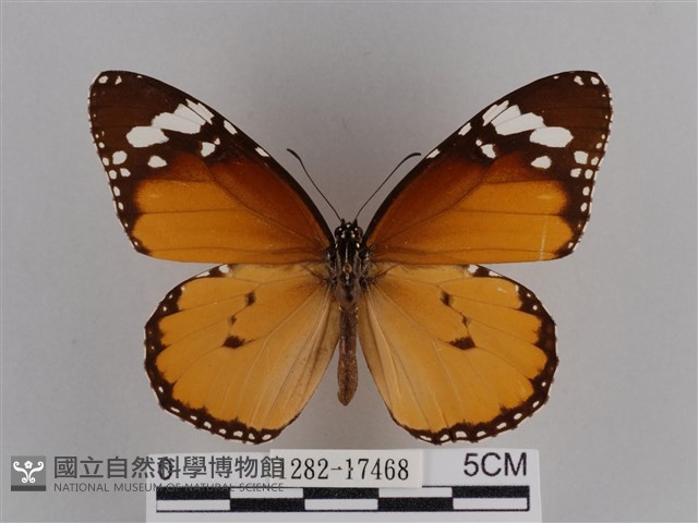 樺斑蝶藏品圖，第1張