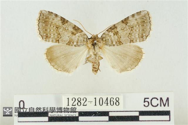 圍異波紋蛾藏品圖，第1張