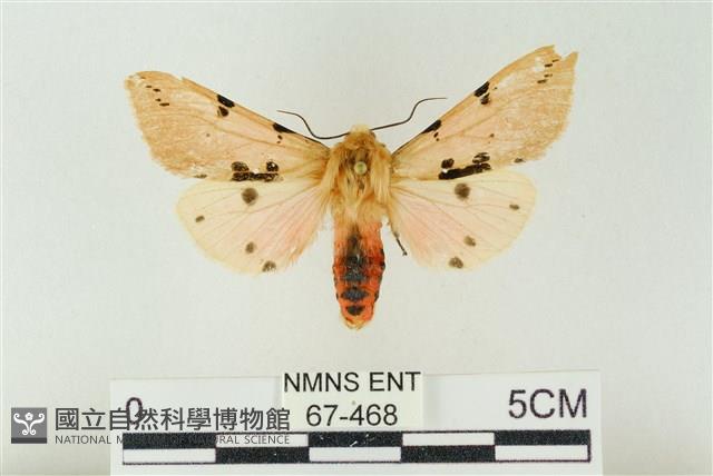 棍棒污燈蛾藏品圖，第1張