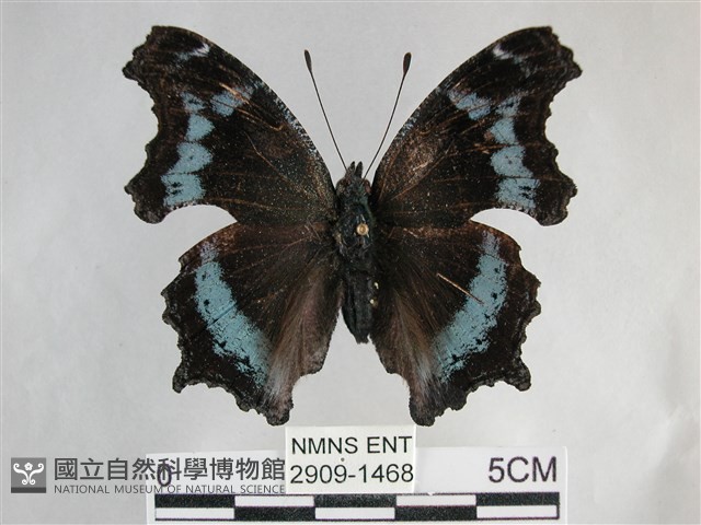 琉璃蛺蝶藏品圖，第1張