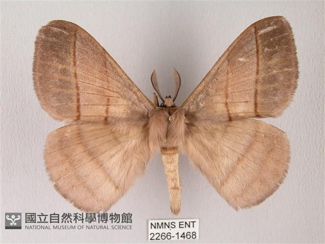 黑胸帶蛾藏品圖，第1張