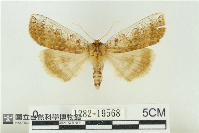 臺洒波紋蛾藏品圖，第1張
