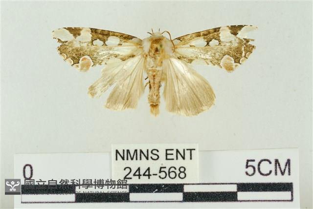 連珠波紋蛾藏品圖，第1張