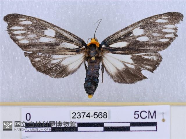 巨網燈蛾藏品圖，第1張