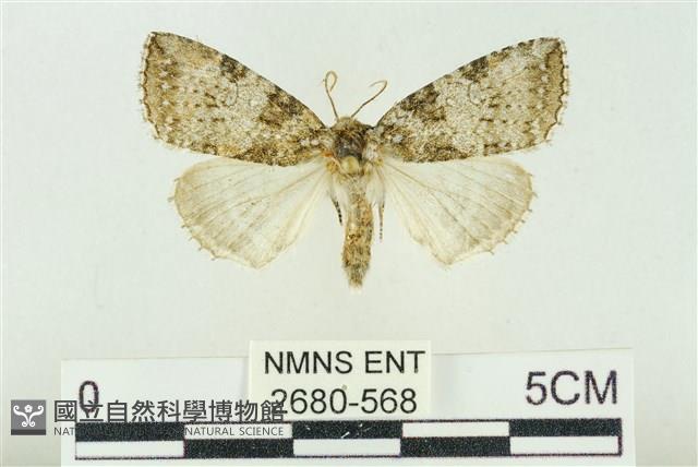 臺灣銀斑異波紋蛾藏品圖，第1張
